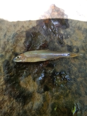 Notropis amplamala