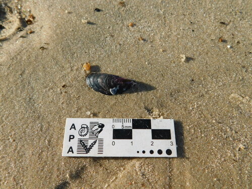 Brachidontes darwinianus, 2024-11-08
