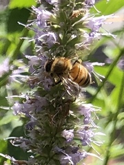 Apis mellifera
