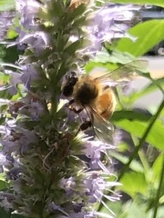 Apis mellifera