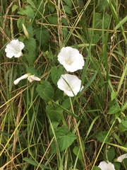 Calystegia sepium