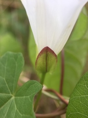 Calystegia sepium