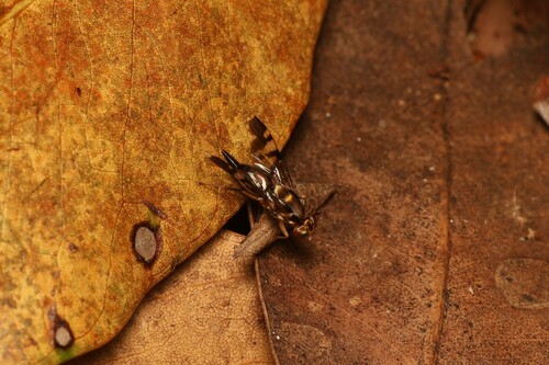 Euphranta linocierae, 2024-11-10