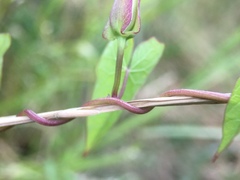 Calystegia sepium
