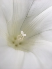 Calystegia sepium