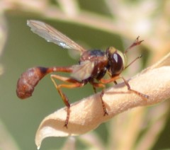 Physocephala texana