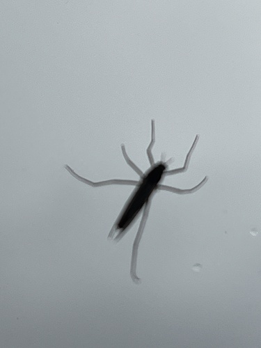 pakomárovité (Chironomidae)