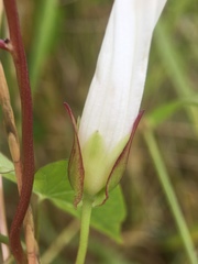 Calystegia sepium