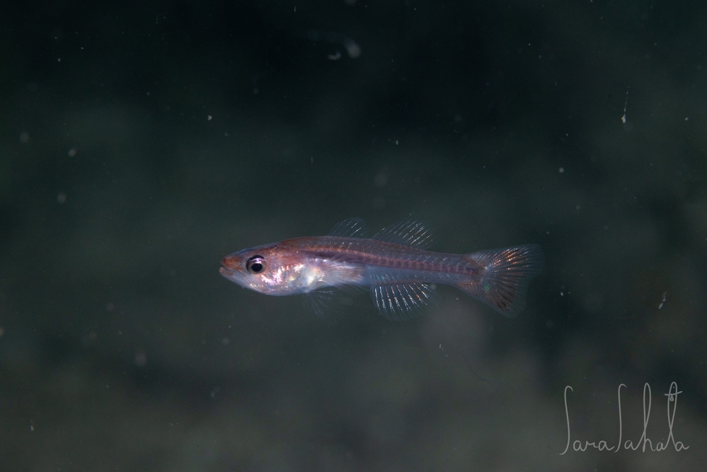 Japanese Naked-Cardinalfish