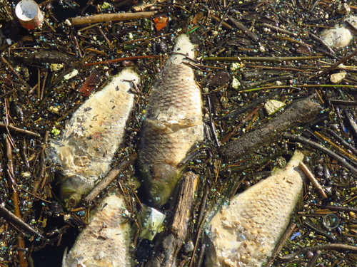Prussian Carp, Provincia di Varese, Italia, photo 10 of 10