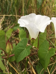Calystegia sepium