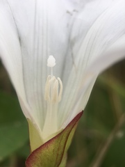 Calystegia sepium