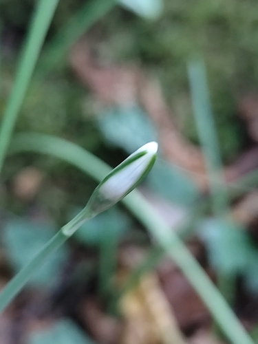 Image of Galanthus reginae by (c) Francesco Santoro, some rights reserved (CC BY)