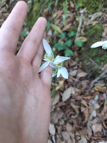 Image of Galanthus reginae by (c) Francesco Santoro, some rights reserved (CC BY)
