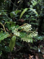 Begonia glabra