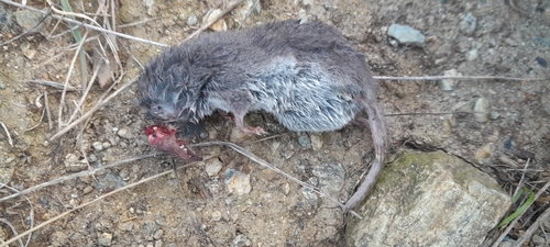 South European White-toothed Shrew, 16016 Cogoleto GE, Italia, photo 7 of 10
