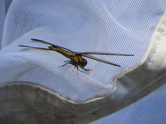 Libellula cyanea