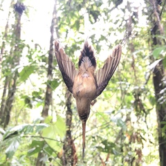 Phaethornis