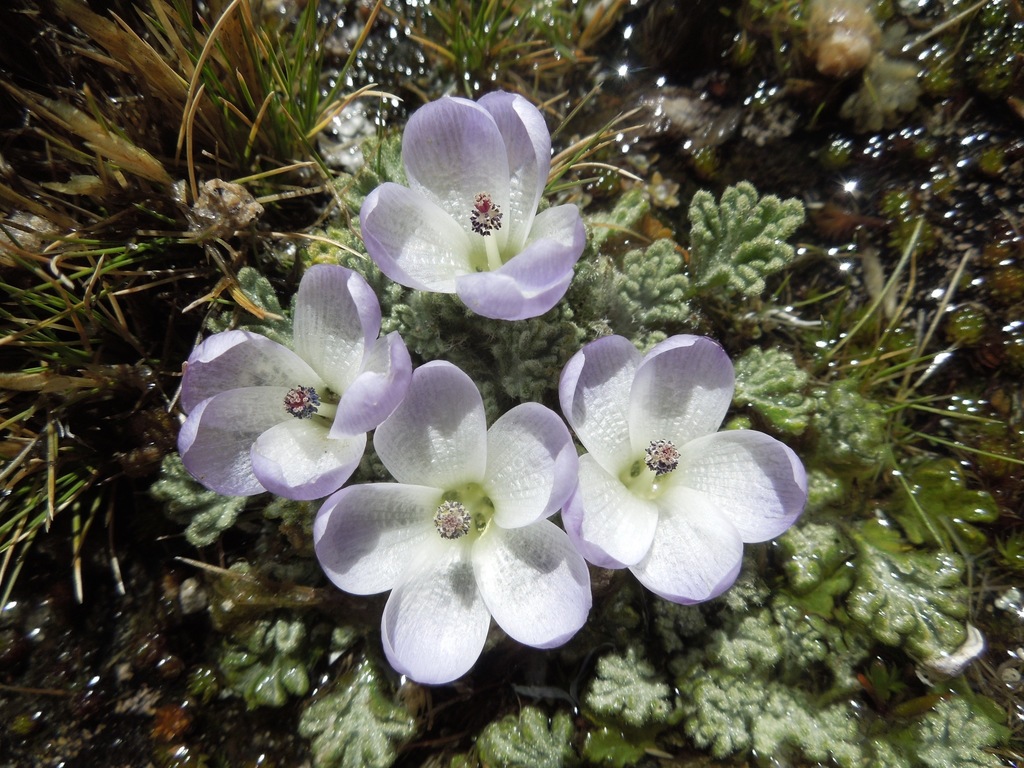 Nototriche holoserica