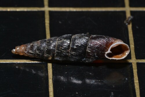 Clausilia dubia observed 2024-10-22
