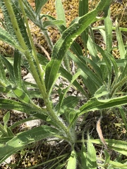 Echinacea tennesseensis
