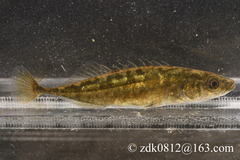 Amur Stickleback photo 2