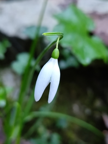 Image of Galanthus reginae by (c) Francesco Santoro, some rights reserved (CC BY)