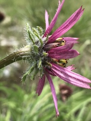 Echinacea tennesseensis