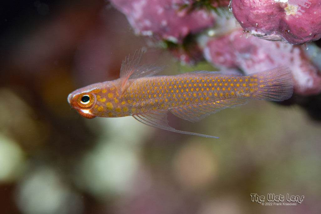 Trimma filamentosus