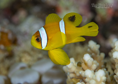 Red Sea Anemonefish
