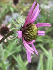Echinacea tennesseensis
