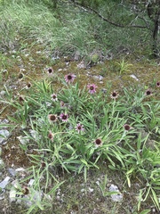 Echinacea tennesseensis