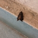 Noctuinae