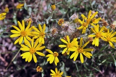 Heterotheca polothrix