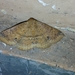 Ericeia inangulata