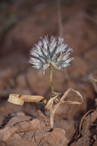 Allium gypsaceum