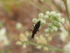 Oedemera barbara