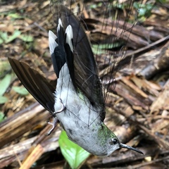 Campylopterus largipennis