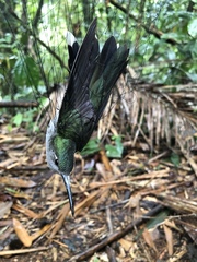 Campylopterus largipennis