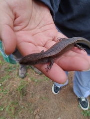Mount Orizaba Alligator Lizard photo 4