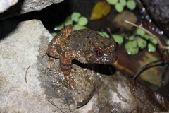 Quasipaa exilispinosa