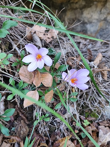 Image of Crocus longiflorus by (c) Francesco Santoro, some rights reserved (CC BY)