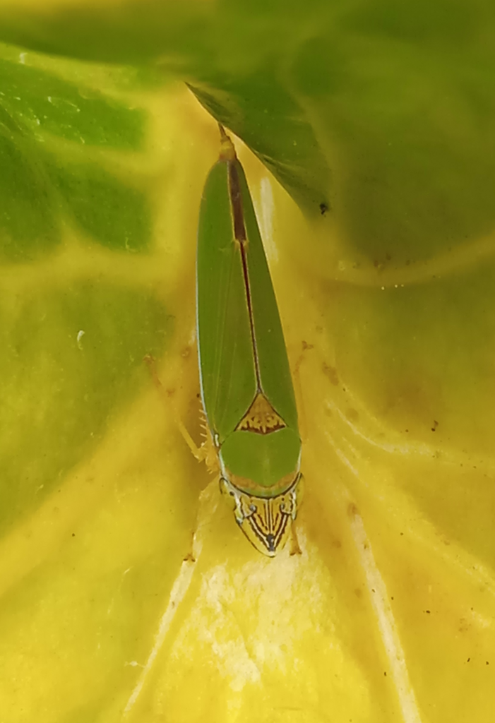 Mareja viridescens