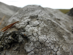 Pertusaria corallina