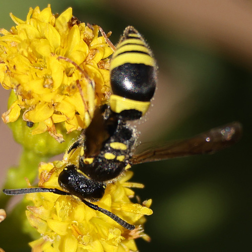 European tube wasp photo 6