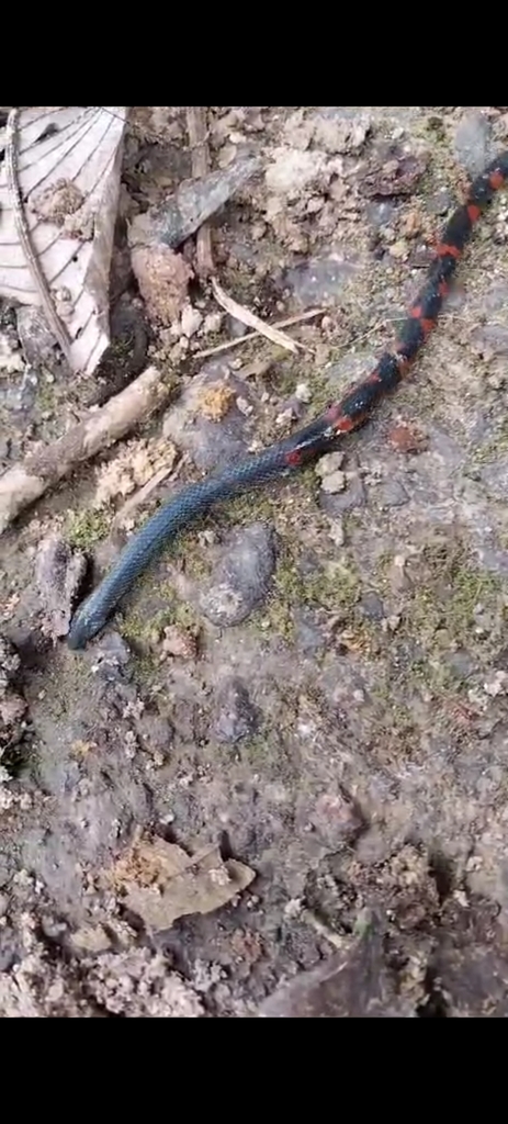 Costa Rican Earth Snake