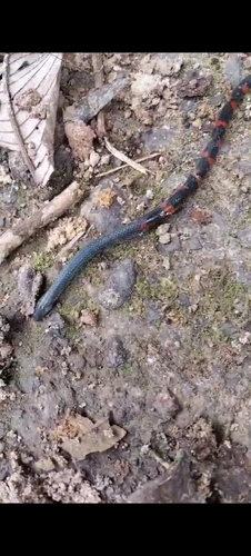 Gray Earth Snake