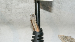 Cucullia convexipennis