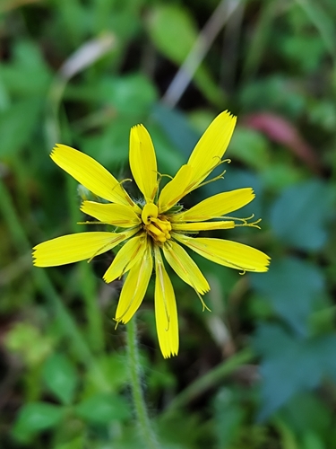 Hieracium racemosum, photograph 1