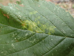 Epitrimerus gibbosus